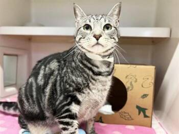 Domestic Medium Hair Cats Available for Adoption in Brentwood, Missouri - KARMA | PetCurious