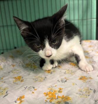 Upsie -  Domestic Short Hair Cat for Adoption in Frankfort, Kentucky - Upsie | PetCurious