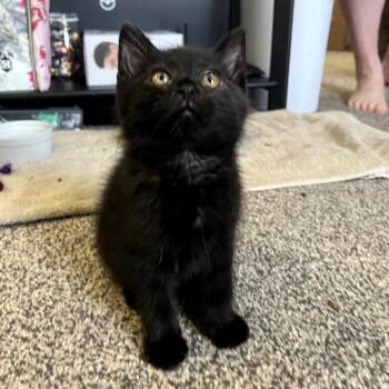 Reuben -  Domestic Long Hair Cat for Adoption in Granville, Ohio - Reuben | PetCurious