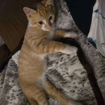 Eeny -  Domestic Short Hair Cat for Adoption in Massillon, Ohio - Eeny | PetCurious