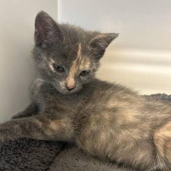 Roma -  Domestic Short Hair Cat for Adoption in Park City, Utah - Roma | PetCurious