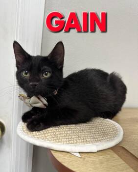 Gain -  Domestic Short Hair Cat for Adoption in Rome, Georgia - Gain | PetCurious