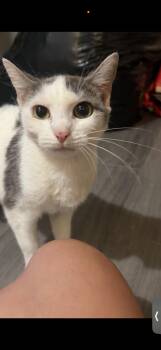Julianna -  Domestic Short Hair Cat for Adoption in Bayonne, New Jersey - Julianna | PetCurious