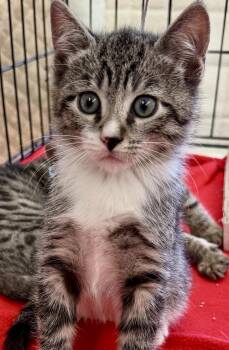 Domestic Short Hair Cats Available for Adoption in Westfield, New Jersey - Ace  | PetCurious