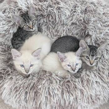 Sven -  Domestic Medium Hair Cat for Adoption in Denver, Colorado - Sven | PetCurious