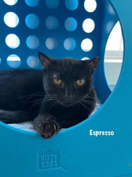 Domestic Short Hair Cats Available for Adoption in Windsor, Connecticut - Espresso | PetCurious