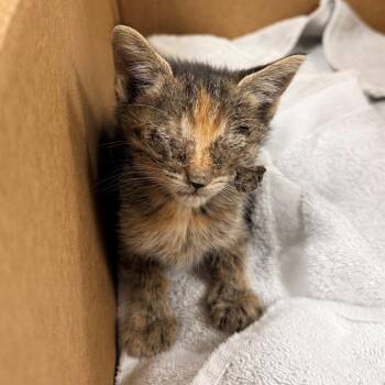 Aurora -  Domestic Short Hair Cat for Adoption in Las Cruces, New Mexico - Aurora | PetCurious