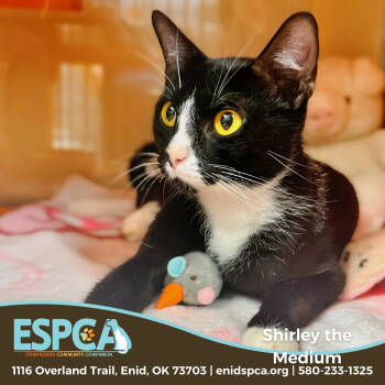 Rescue Domestic Short Hair Cats for Adoption in Enid, Oklahoma - Shirley The Medium | PetCurious