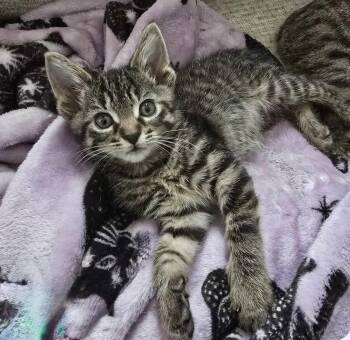 Rescue Tabby Cats for Adoption in Goshen, Indiana - Neo | PetCurious