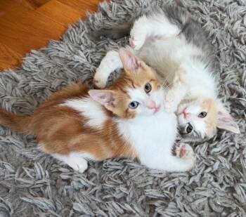 Gouda and Pepper Jack - in foster care -  Domestic Medium Hair Cat for Adoption in Mendham, New Jersey - Gouda And Pepper Jack - In Foster Care | PetCurious