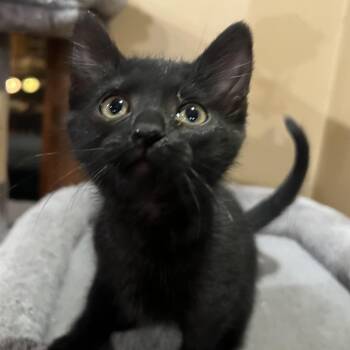 Naomi Ehlers -  Domestic Short Hair Cat for Adoption in Morrison, Colorado - Naomi Ehlers | PetCurious