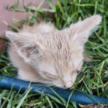 CALIX -  Domestic Short Hair Cat for Adoption in San Antonio, Texas - CALIX | PetCurious