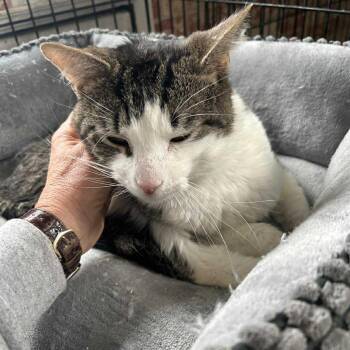 Tabby Cats Available for Adoption - Ethan | PetCurious