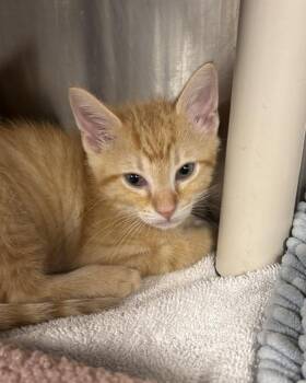 And Doug (with Liberty Biberty) -  Domestic Short Hair Cat for Adoption in Richmond, Virginia - And Doug (with Liberty Biberty) | PetCurious