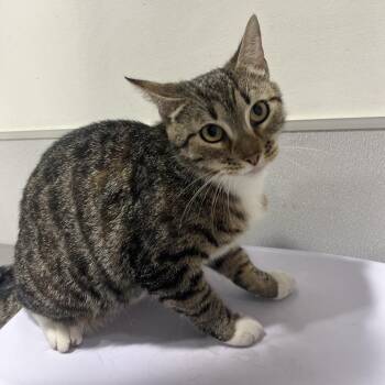 Domestic Short Hair Cats Available for Adoption in Clearwater, Florida - Daisy Mae | PetCurious