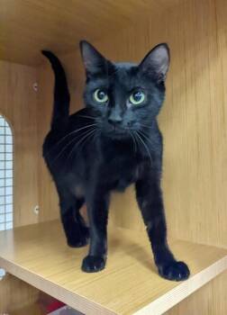Blue Denim 7632 -  Domestic Short Hair Cat for Adoption in Dallas, Texas - Blue Denim 7632 | PetCurious