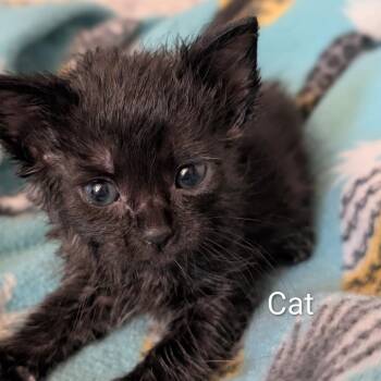 Domestic Short Hair Cats Available for Adoption in Portage, Michigan - Cat (the Kitten) | PetCurious