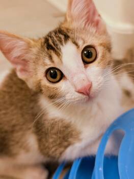 Mochi Nougat -  Domestic Short Hair Cat for Adoption in Chandler, Arizona - Mochi Nougat | PetCurious