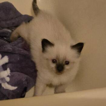 Focaccia -  Domestic Short Hair Cat for Adoption in Pagosa Springs, Colorado - Focaccia | PetCurious