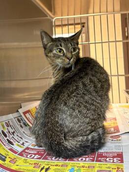 Susan -  Tabby Cat for Adoption in Nacogdoches, Texas - Susan | PetCurious