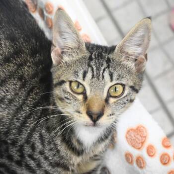 Sherman -  Domestic Short Hair Cat for Adoption in St. Petersburg, Florida - Sherman | PetCurious