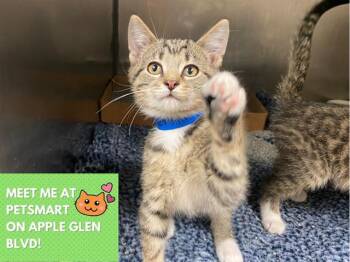 Rescue Domestic Short Hair Cats for Adoption in Fort Wayne, Indiana - ERNIE | PetCurious