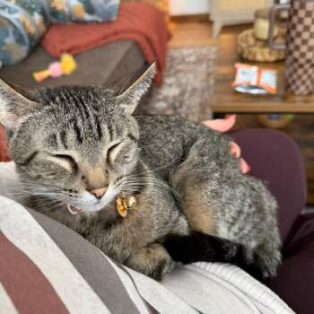 Pearl -  Domestic Short Hair Cat for Adoption in Rochester, Minnesota - Pearl | PetCurious
