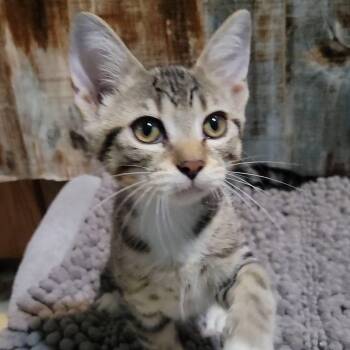 Devin -  Domestic Short Hair Cat for Adoption in San Tan Valley, Arizona - Devin | PetCurious