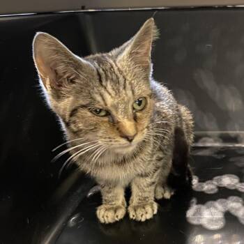 Hilton -  Domestic Short Hair Cat for Adoption in Lynchburg, Virginia - Hilton | PetCurious