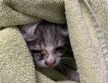 TNR -  Domestic Short Hair Cat for Adoption in Ontario, California - TNR | PetCurious