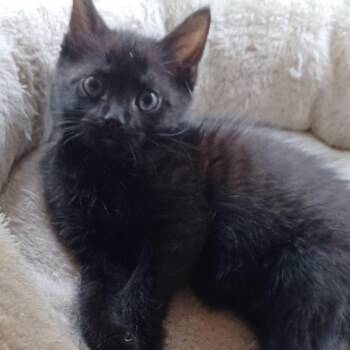 Domestic Short Hair Cats Available for Adoption in Washington, District Of Columbia - S Litter - Salvio | PetCurious