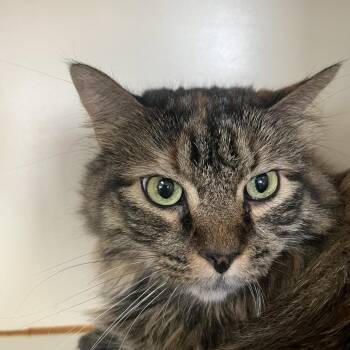 Elsa -  Domestic Long Hair Cat for Adoption in Idaho Falls, Idaho - Elsa | PetCurious