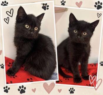 Trick/Treat one boy one girl 8 weeks -  Domestic Short Hair Cat for Adoption in Sterling, Massachusetts - Trick/Treat One Boy One Girl 8 Weeks | PetCurious
