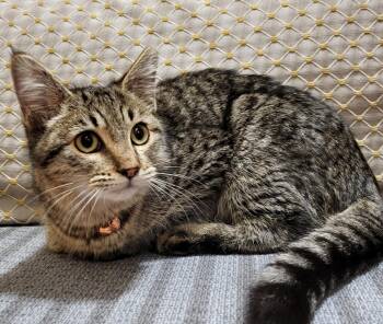 Tabby and Domestic Medium Hair Cats Available for Adoption in Gilbert, Arizona - Sophie | PetCurious