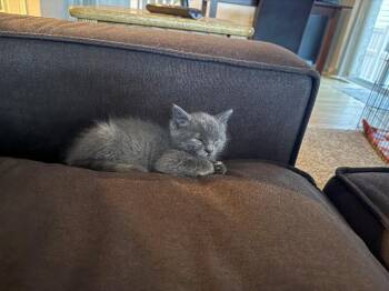 Domestic Medium Hair Cats Available for Adoption in Fort Collins, Colorado - Peanut | PetCurious