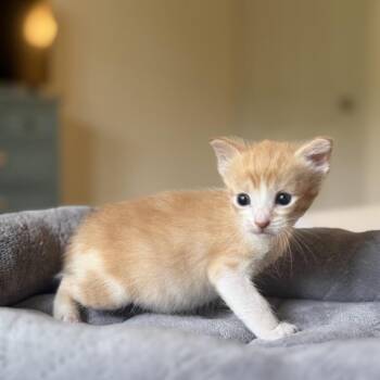 Domestic Short Hair Cats Available for Adoption in Missouri City, Texas - Sesame | PetCurious