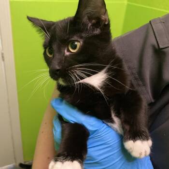 Shadow -  Domestic Short Hair Cat for Adoption in Midland, Texas - Shadow | PetCurious