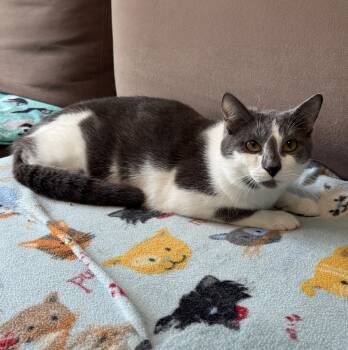 Domestic Short Hair Cats Available for Adoption in Sterling Heights, Michigan - Falcon | PetCurious