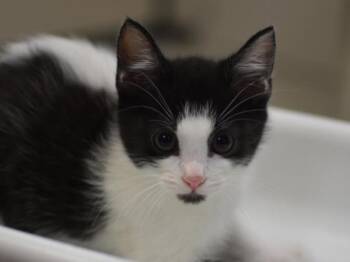 Alan -  Domestic Short Hair Cat for Adoption in Portland, Oregon - Alan | PetCurious