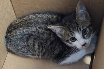 Nf1c Alfalfa -  Domestic Short Hair Cat for Adoption in Lawrenceville, Georgia - Nf1c Alfalfa | PetCurious