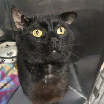 Buddha -  Domestic Short Hair Cat for Adoption in Martinsville, Indiana - Buddha | PetCurious