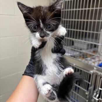 Stray - Woodsdale Rd 4 -  Domestic Short Hair Cat for Adoption in Roxboro, North Carolina - Stray - Woodsdale Rd 4 | PetCurious
