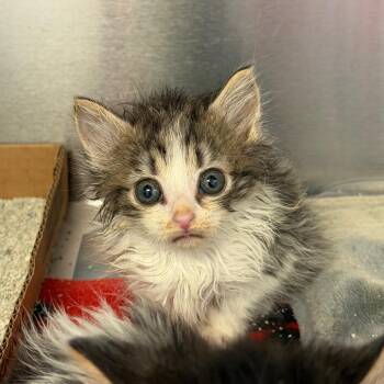 Fuzzy Wuzzy -  Domestic Long Hair Cat for Adoption in Martinsville, Virginia - Fuzzy Wuzzy | PetCurious