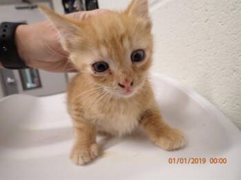 Rescue Domestic Short Hair Cats for Adoption in St. Peters, Missouri - COURAGE | PetCurious