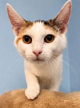 Lambchop -  Domestic Short Hair Cat for Adoption in Sioux Falls, South Dakota - Lambchop | PetCurious
