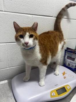 CHEEZY -  Domestic Short Hair Cat for Adoption - CHEEZY | PetCurious
