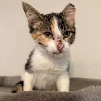 Dolly -  Domestic Short Hair Cat for Adoption in Midland, Texas - Dolly | PetCurious