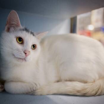 Shelly (shy but So sweet) -  Domestic Short Hair Cat for Adoption in Hanson, Massachusetts - Shelly (shy But So Sweet) | PetCurious