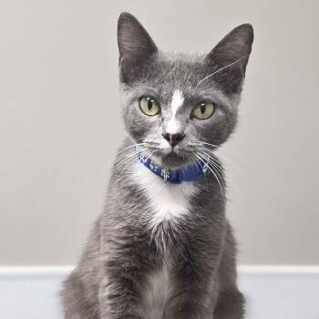 Charla -  Domestic Short Hair Cat for Adoption in Shepherdsville, Kentucky - Charla | PetCurious