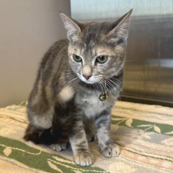 Luna -  Domestic Short Hair Cat for Adoption in San Gabriel, California - Luna | PetCurious